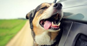 How to travel with your dog in your car
